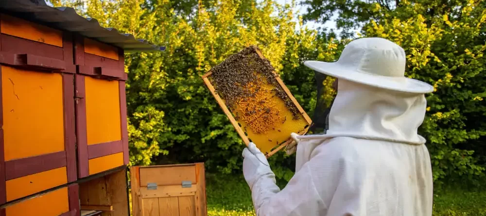 Beekeeping in different areas of the world