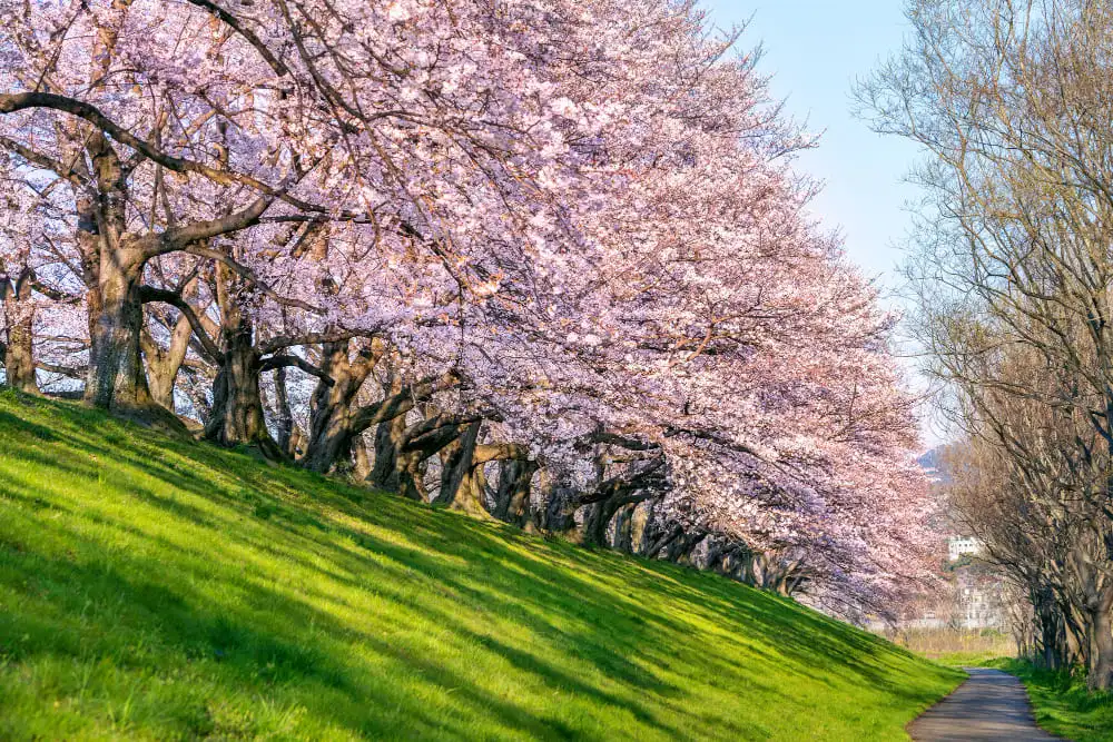 California's Almond Orchards